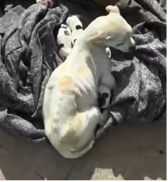 H0503094 A life hanging in delicate balance