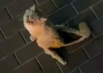 H0503096 Something fragile was left behind here