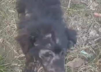 H0503103_Poor stray dog #poordog #straydog #dog #dogs