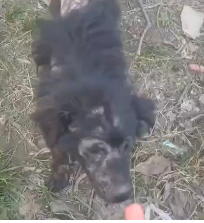 H0503103_Poor stray dog #poordog #straydog #dog #dogs