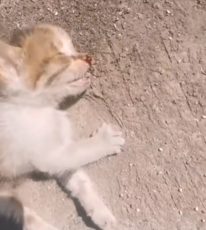 H0503107 It had almost no strength left