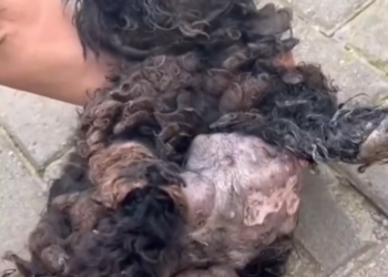 H0503113_rescue poor dog #poordog #straydog #rescuedog #dog