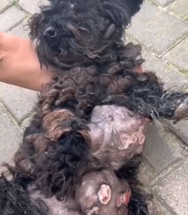 H0503113_rescue poor dog #poordog #straydog #rescuedog #dog