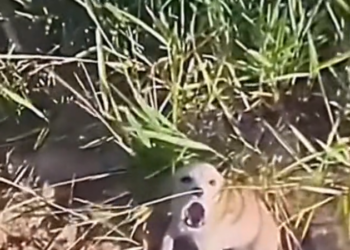 H0503114 The situation was more serious than it looked