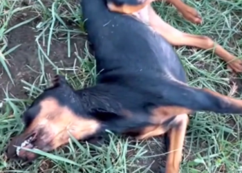 H0503115 A fragile body in desperate need