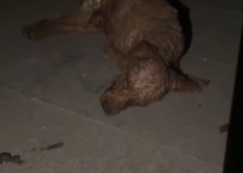 H0503116 It had been enduring the unbearable