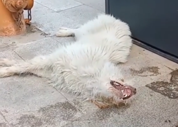 H0503119 A quiet emergency waiting to be found