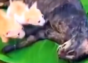 H0503120 The signs of struggle were clear