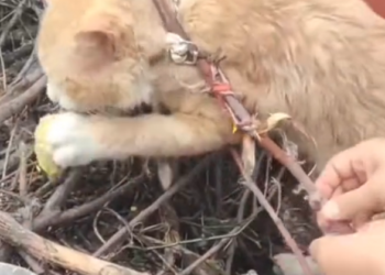 H0503121 It had been surviving against reason