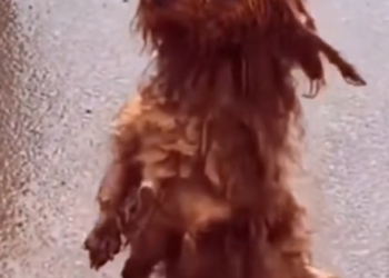 H0503122 A heartbreaking discovery in silence