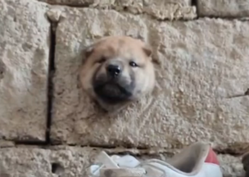 H0503124 Another fragile story uncovered