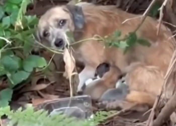 H0503125_Later, those puppies will grow up to be loyal