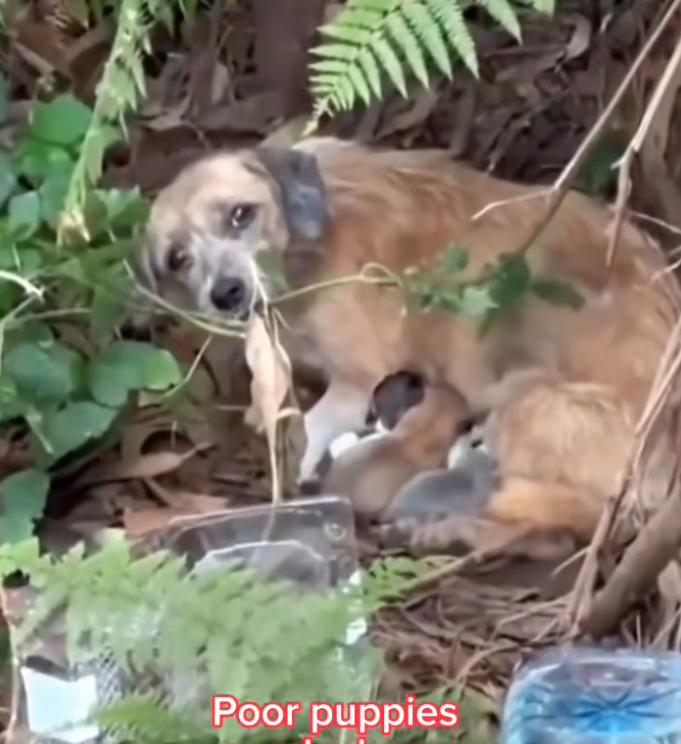 H0503125_Later, those puppies will grow up to be loyal