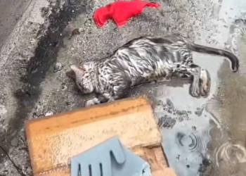 H0503126 The odds were stacked against it