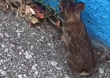 H2802027_saw baby rabbit on road saved it