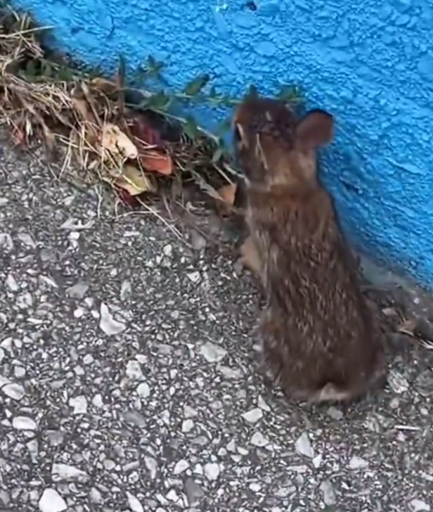 H2802027_saw baby rabbit on road saved it