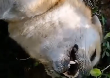 H0503127_rescues dog #fyp #foryou #dog #dogs #rescuesdog