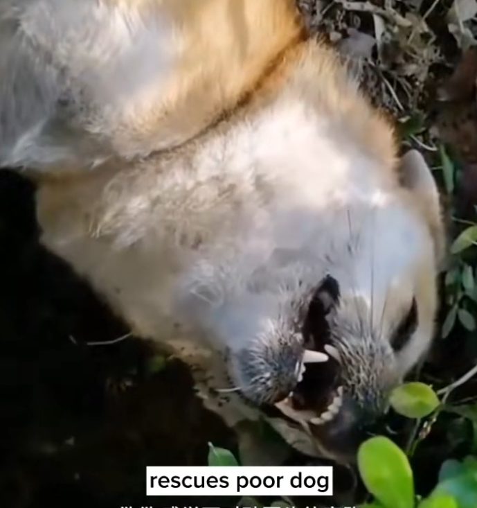 H0503127_rescues dog #fyp #foryou #dog #dogs #rescuesdog