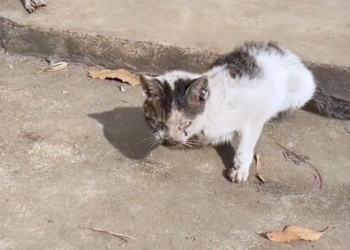 H0503129 Its strength was slipping away fast