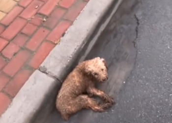 H0503133 A life pushed to the brink