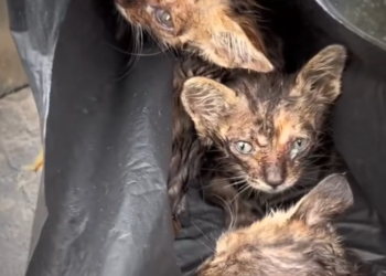 H0503134_rescues poor abandoned cats #fyp #foryou #cat #cat