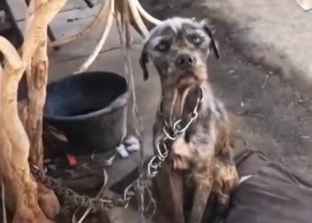 H0503135 No comfort had reached it