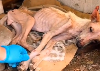 H0503136 The wait had been cruel