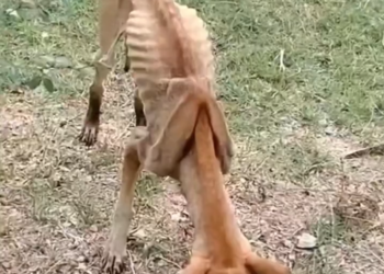 H0503137 Another life needing urgent care