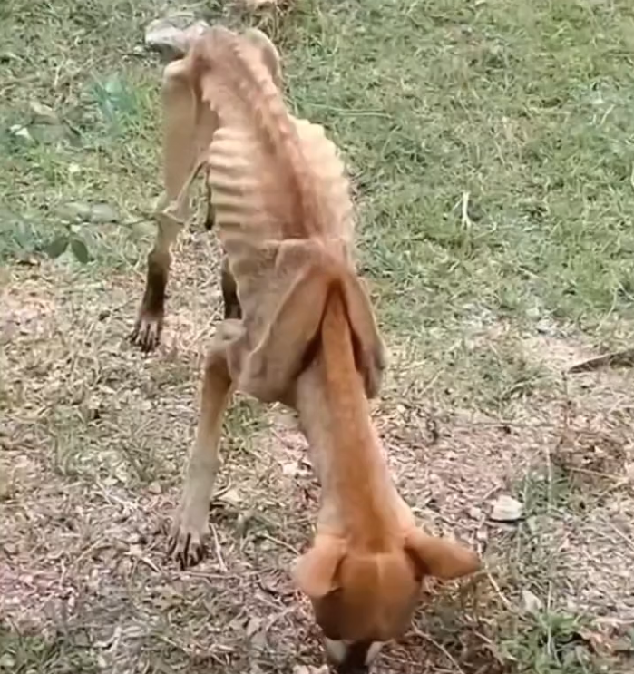 H0503137 Another life needing urgent care