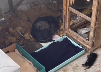 H2802028 Its condition was deeply concerning