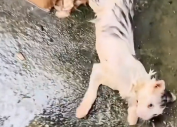 H0503139 Barely present but still alive