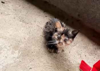 H0503140_Rescue poor kitten then #animals #fyp