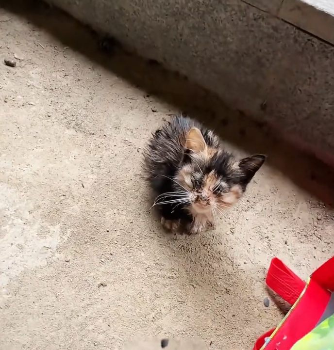 H0503140_Rescue poor kitten then #animals #fyp