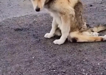 H0503141 A fragile soul in a difficult place