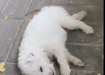 H0503143 It had endured more than expected