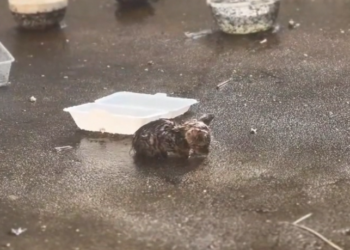 H0503146 The situation had grown severe