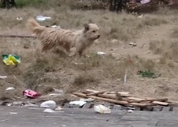 H2802029 The struggle was nearly invisible