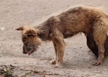 H0503151 Discovered in a heartbreaking state