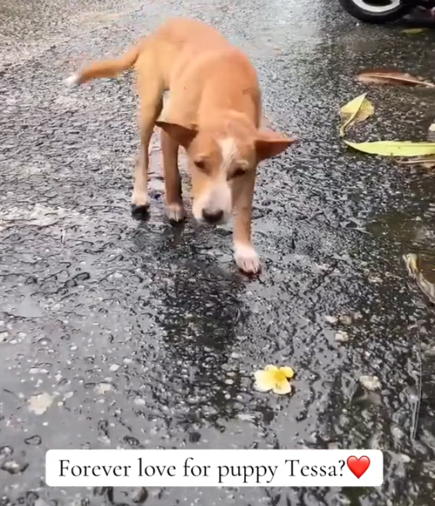 H2802004_Adopt rescue. Safe life Only mid December