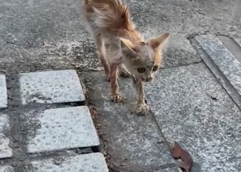 H0503154 It had been struggling quietly