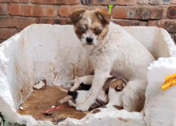 H0503155 Another narrow escape from tragedy