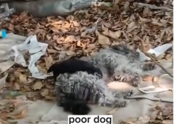 H0503158 Barely capable of movement