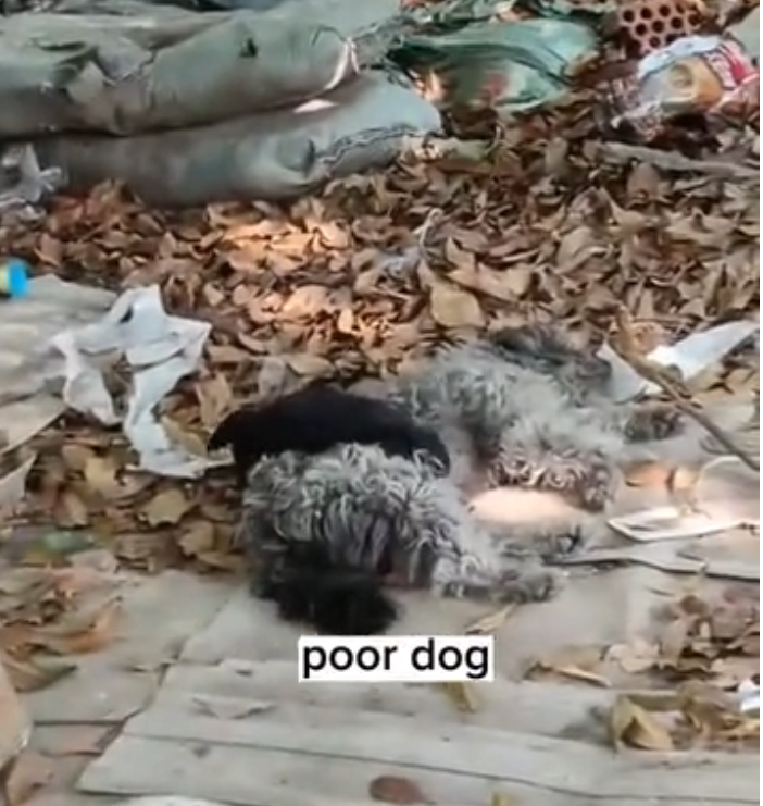 H0503158 Barely capable of movement