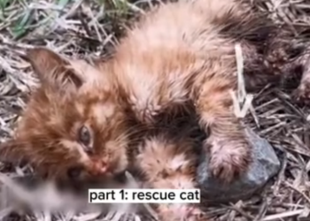 H0503159 A fragile existence in danger