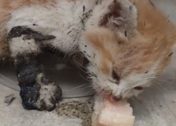 H0503160 The condition was alarming