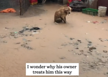 H0503161 Another life almost beyond saving