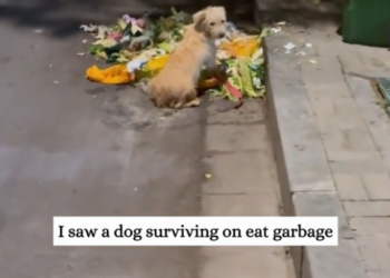 H0503162 Its endurance had nearly ended