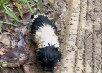 H0503163 The discovery shocked everyone