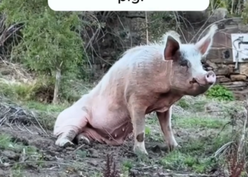 H2802030_saved pitiful, skinny pig #animals #rescue