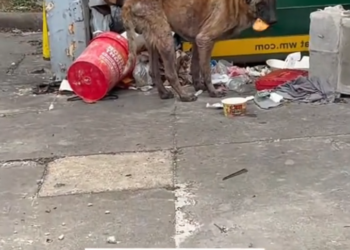 H0503165 The struggle had been long